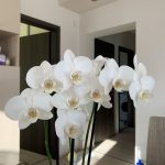 Orchidea Apartmanház Egerszalók  szállás fotó - 3